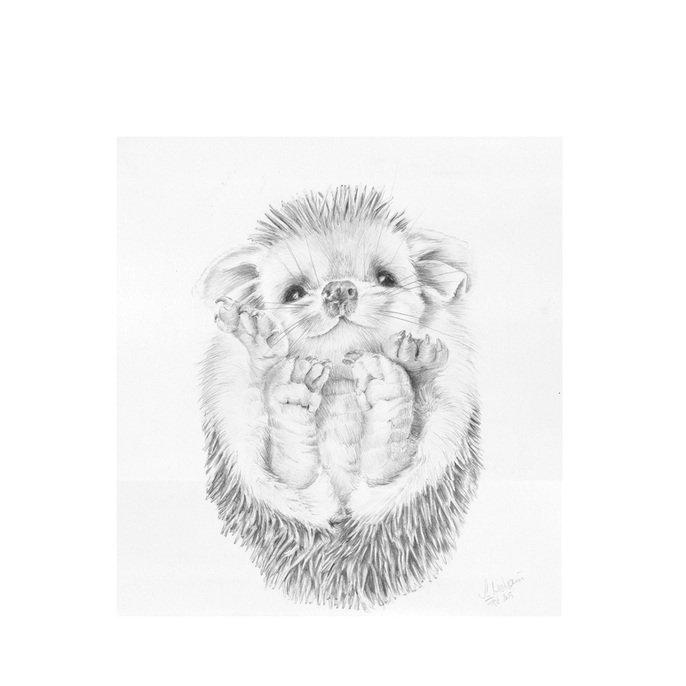 Igel, Zeichnung, Bleistift, 200x200mm