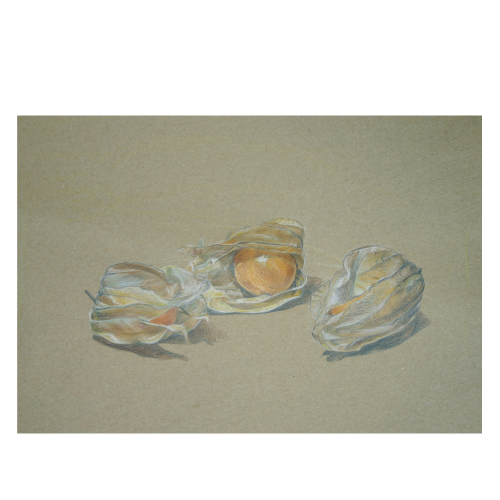 Physalis, Studie, farbstift, 200x100mm